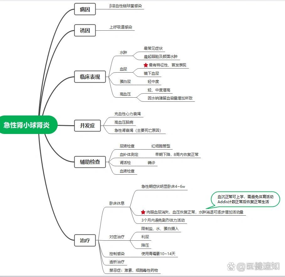 肾的结构思维导图图片