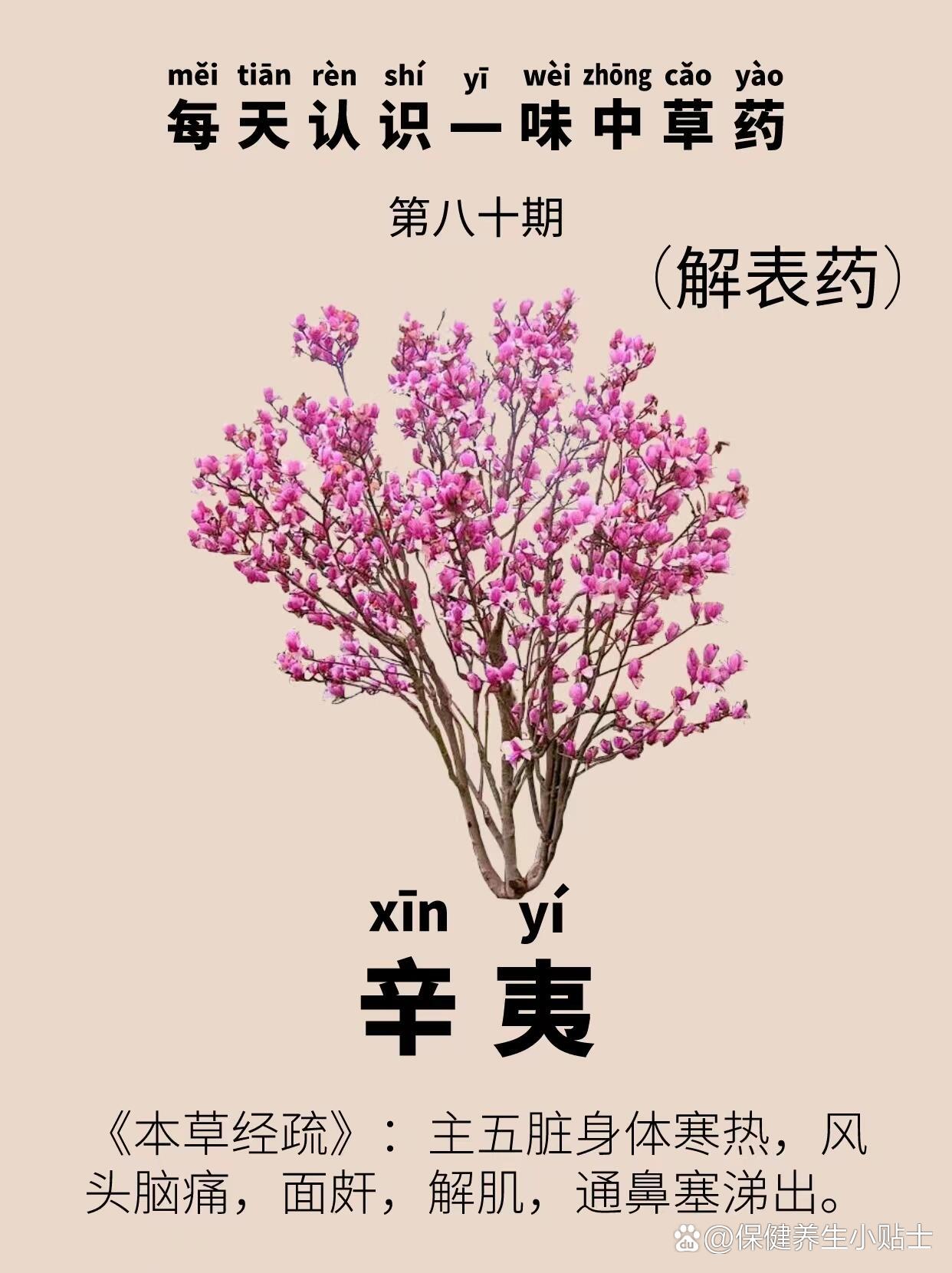 每天认识一味中草药|辛夷