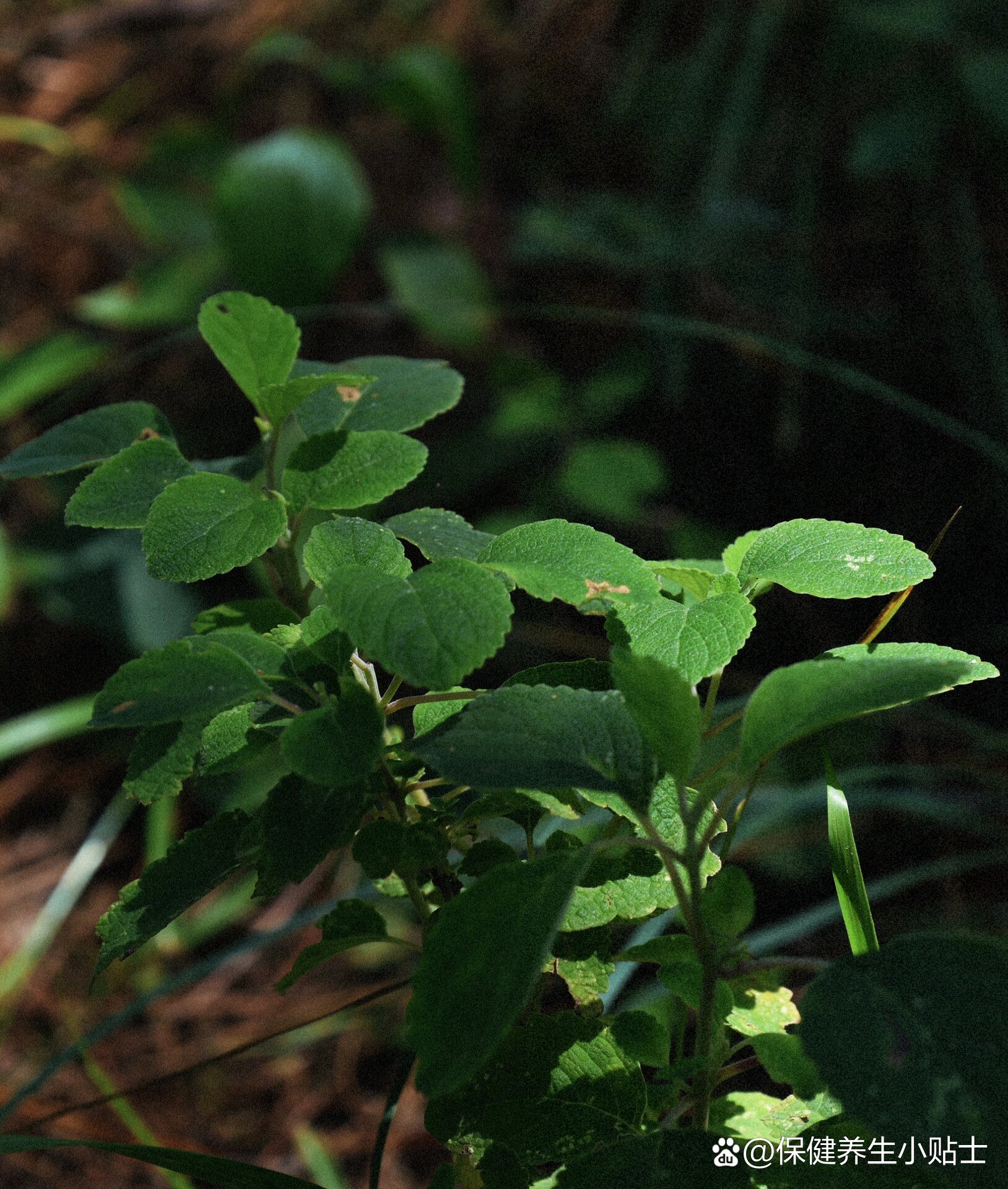 在云南这边烧烤店大多数都会提供野坝子水来降火.