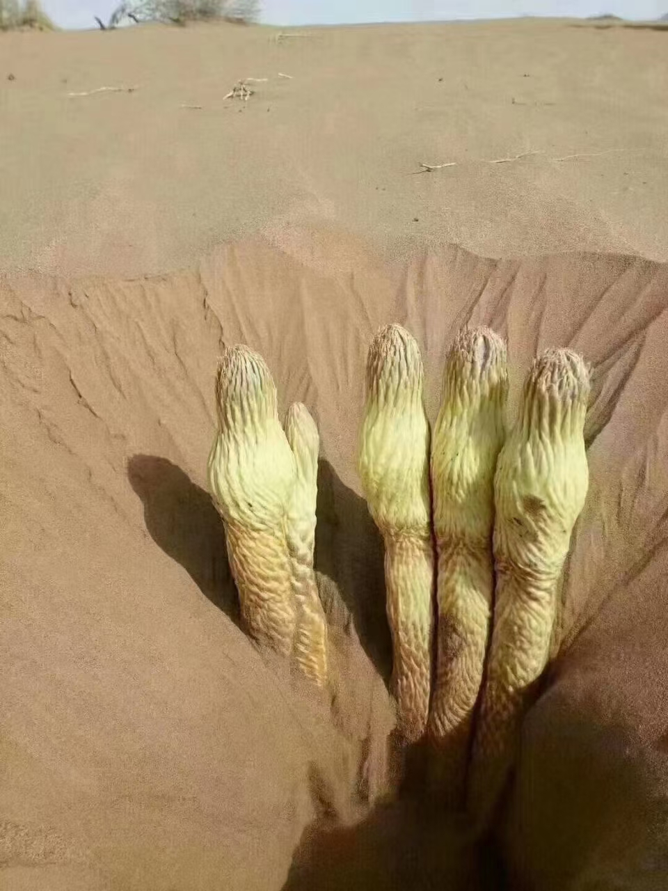 锁阳又名"不老药",天然野生于戈壁沙漠.