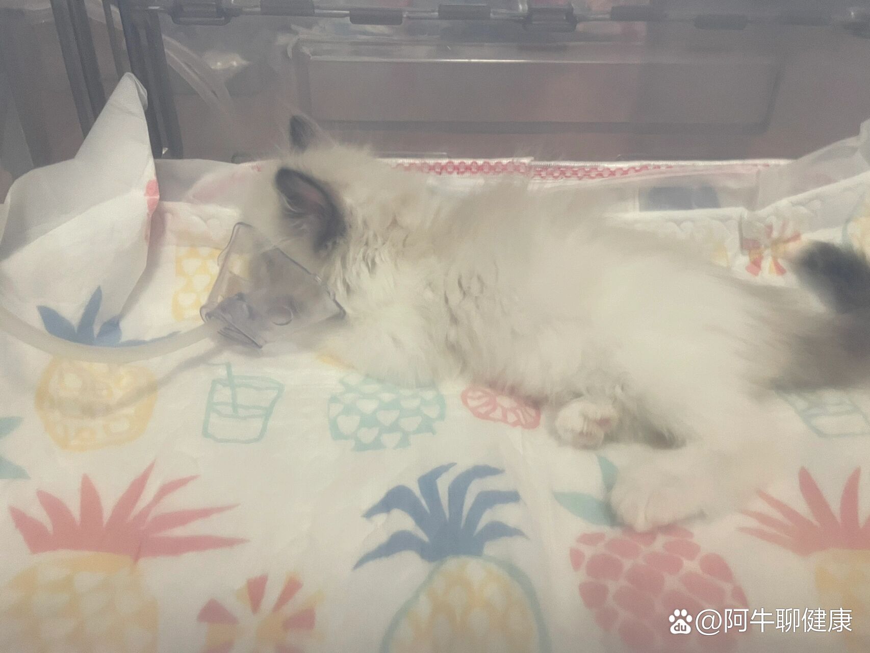 关于猫咪的胃胀气经历及治疗.