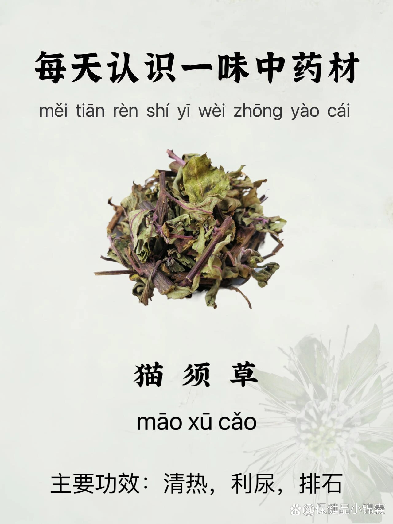 每天认识一味中药材-猫须草
