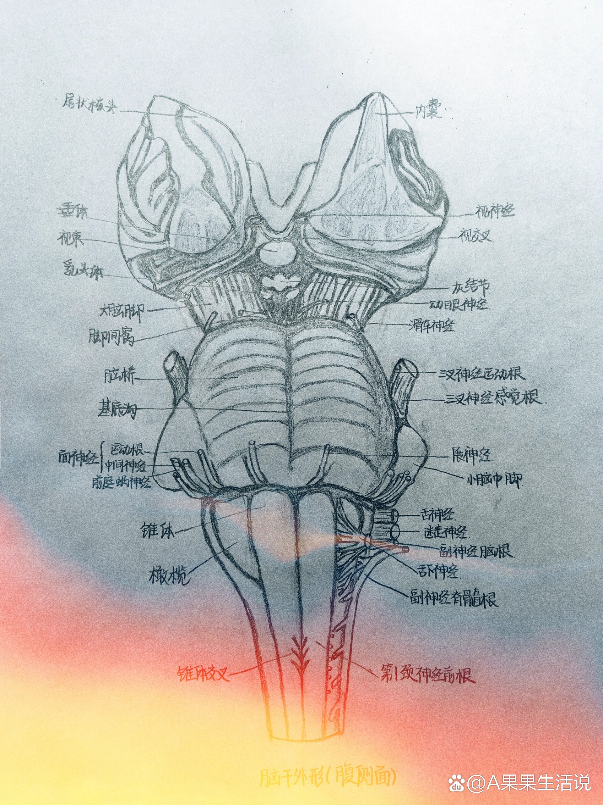 脑干示意图图片