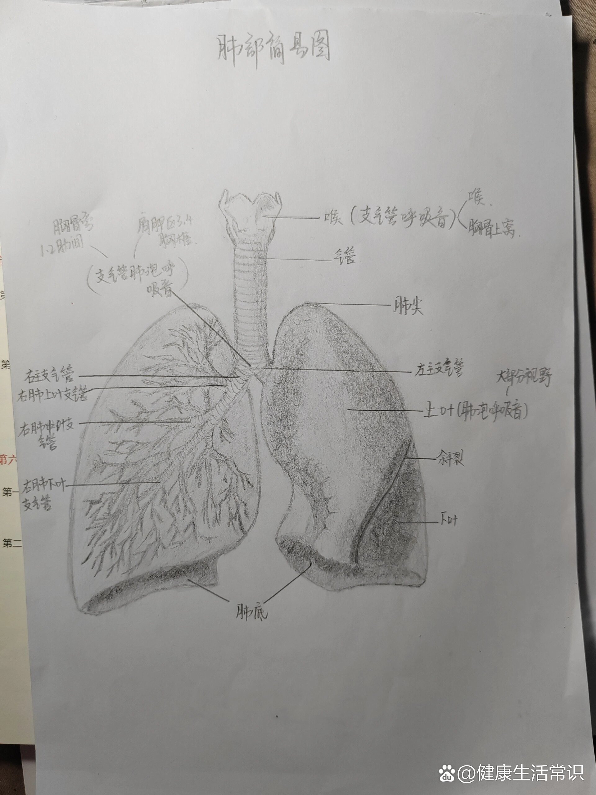 人体肺部简笔画图片