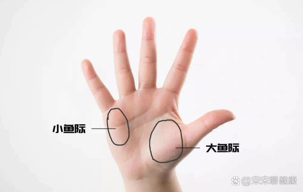 从手上的大鱼际看健康