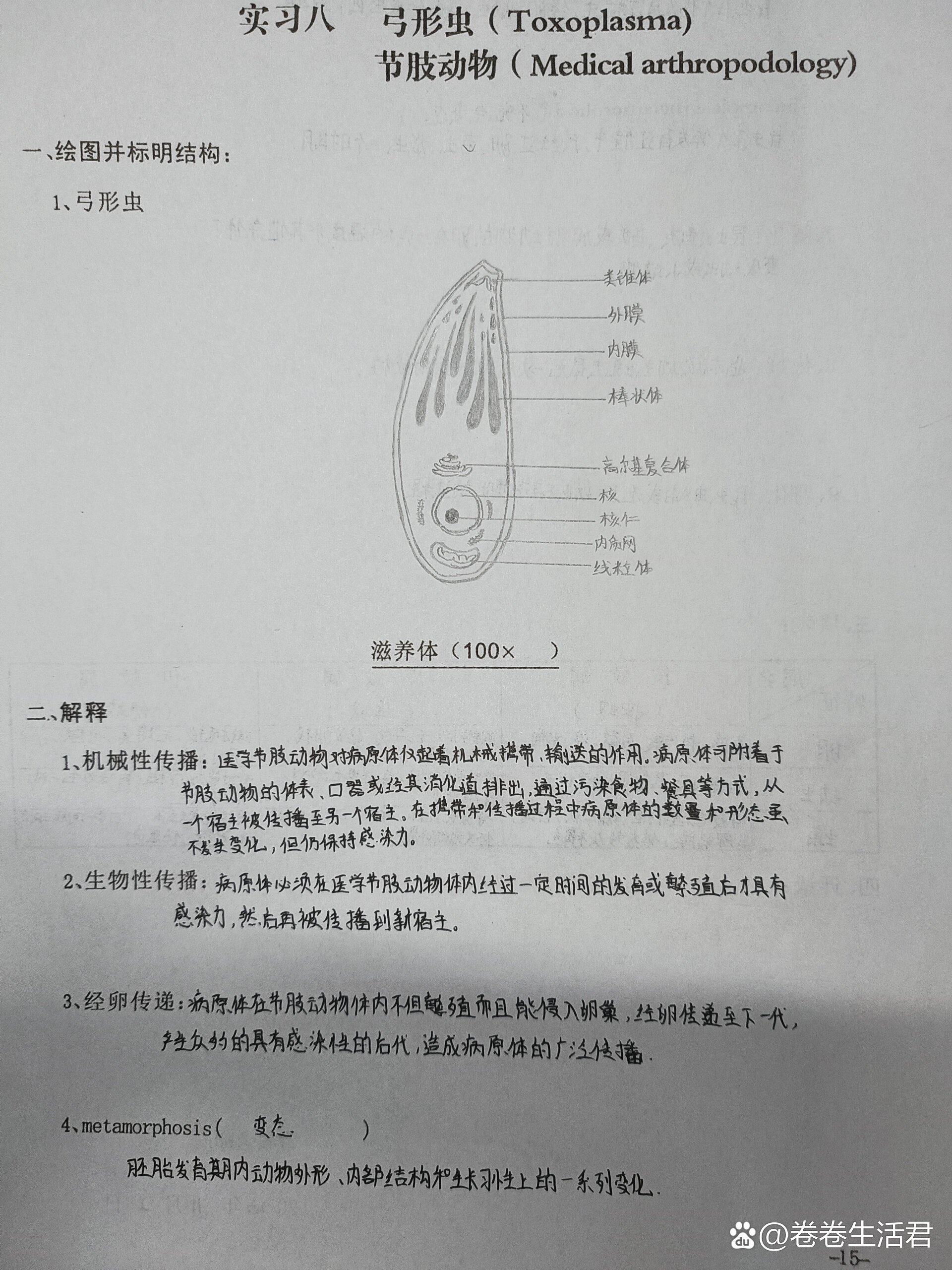 刚地弓形虫滋养体绘图图片