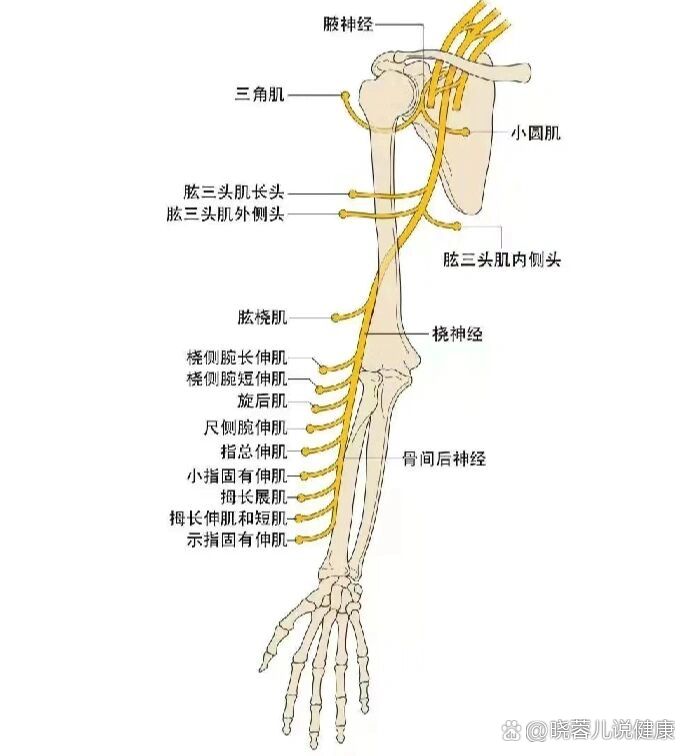 胳膊分布图图片