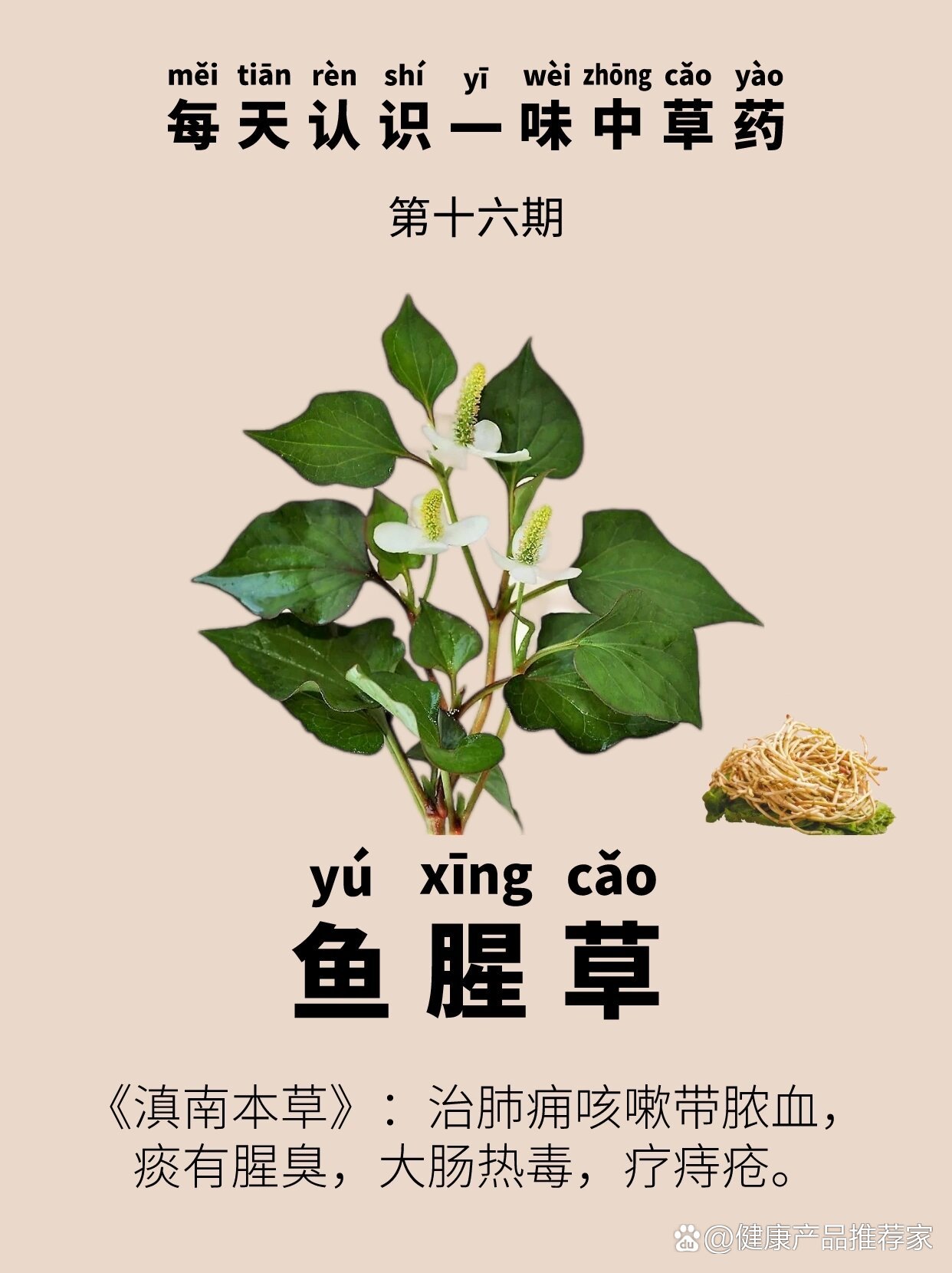 鱼腥草破壁饮片禁忌图片