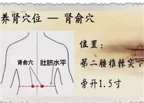 作用 br>位置,主调,快速取穴  br>肾俞,是足太阳膀胱经的常用腧穴之一