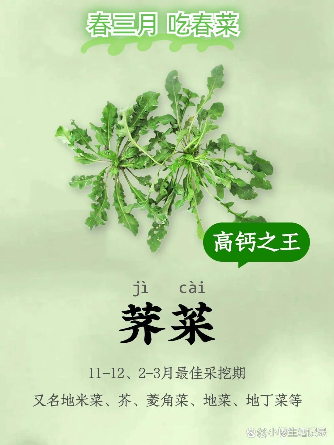 荠菜的读音图片