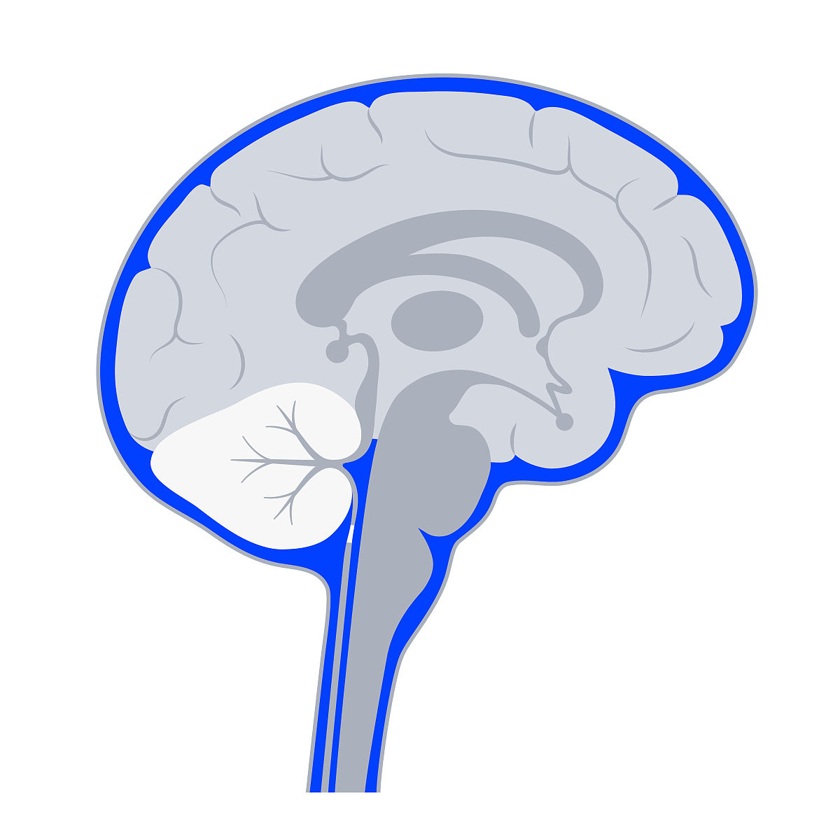 右脑真的擅长文科，左脑更偏爱理科吗？
