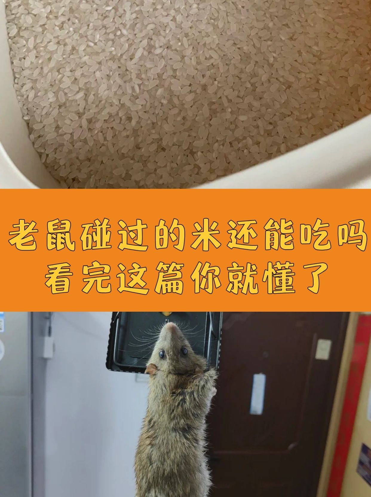 老鼠碰过的米还能吃吗?看完这篇你就懂了