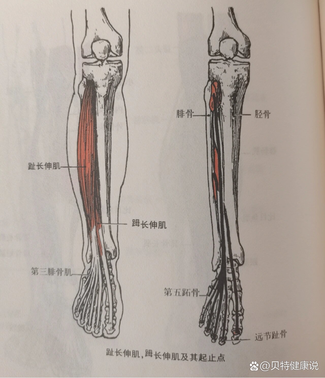 每天学习一个肌肉——趾长伸肌