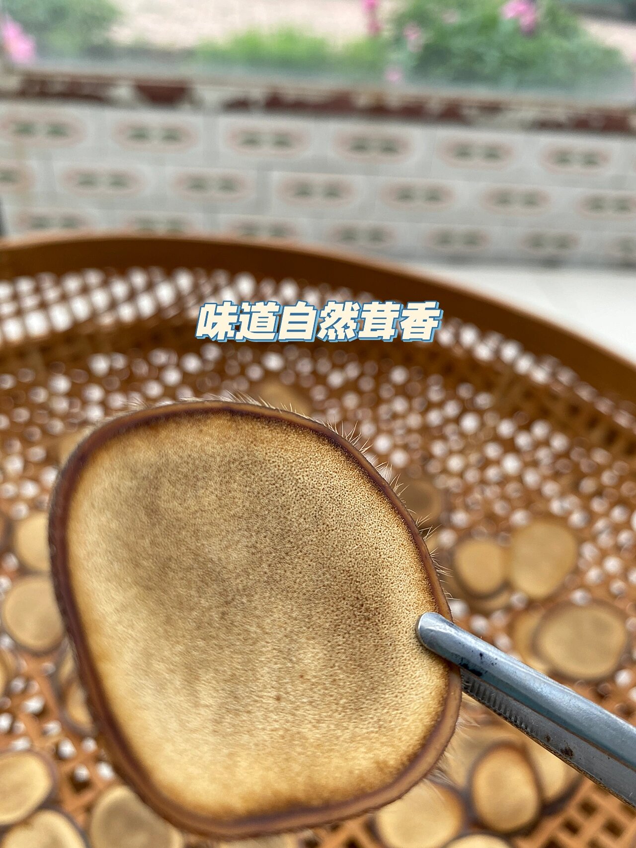 如何区分梅花鹿茸和马鹿茸?