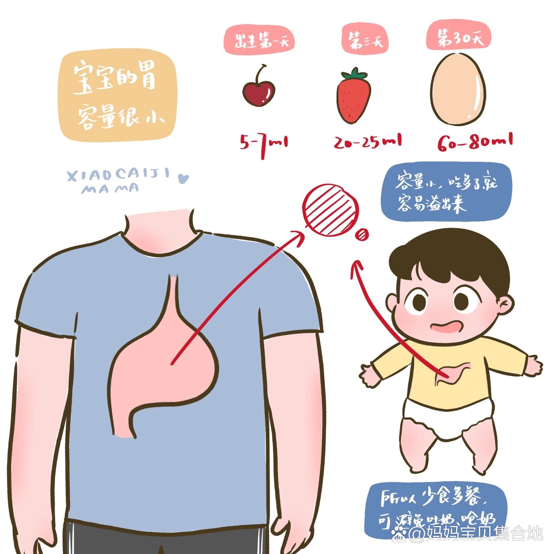 宝宝胃的位置图图片