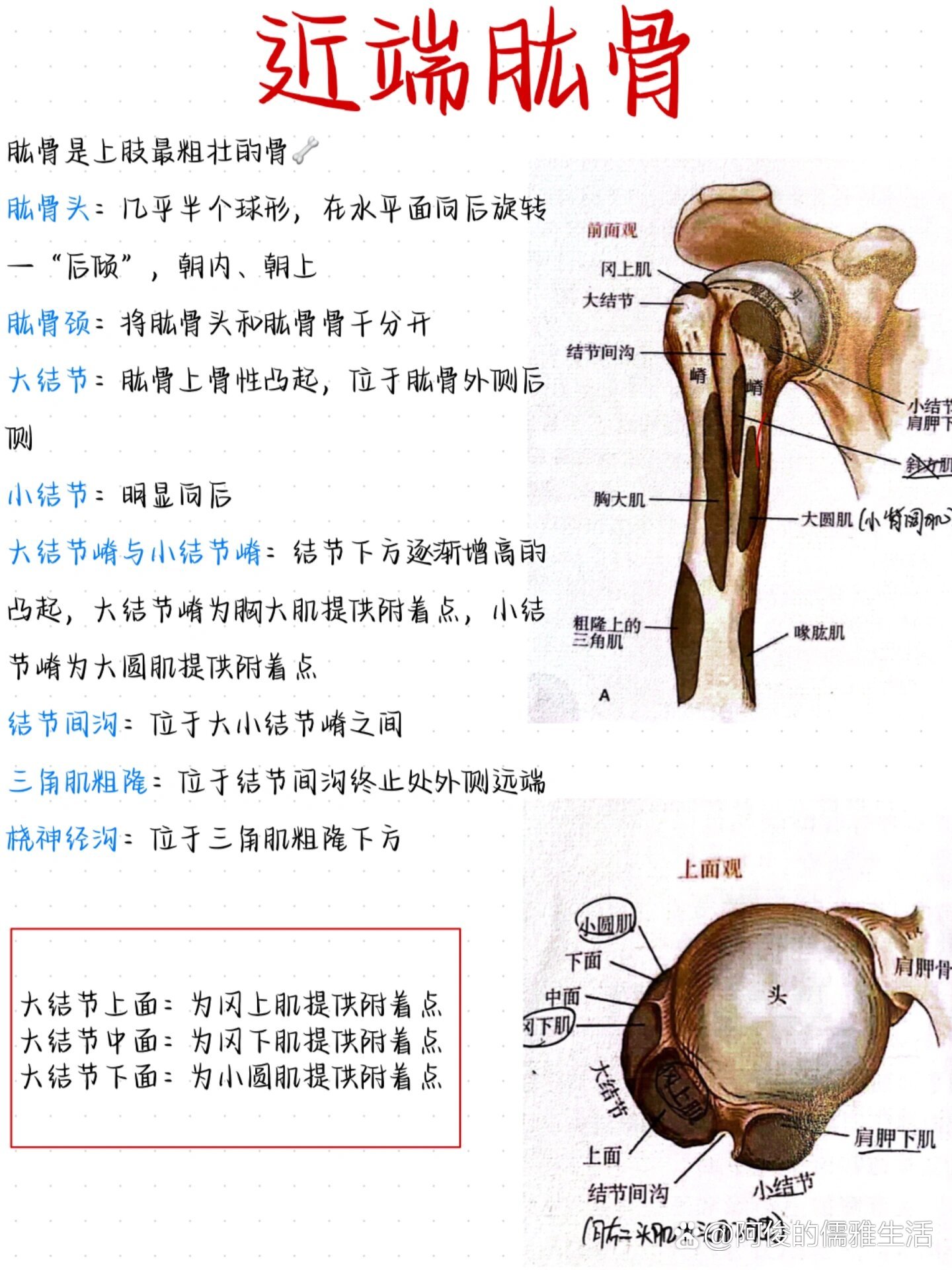 肱骨位置图图片