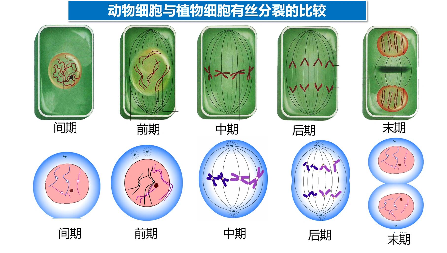 动物细胞有丝过程图图片