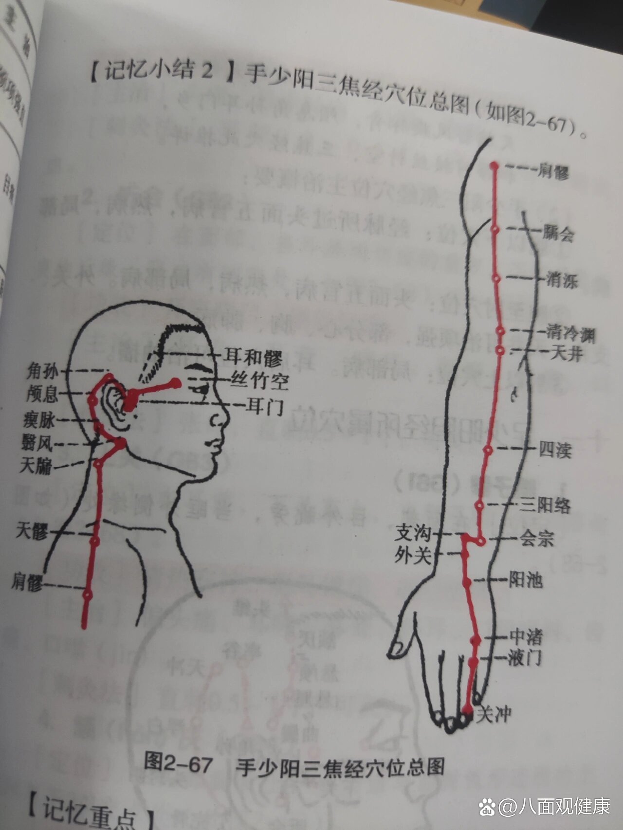 手少阳三焦经