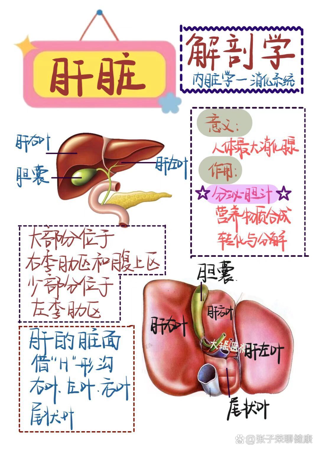 肝脏和胆囊的关系图片