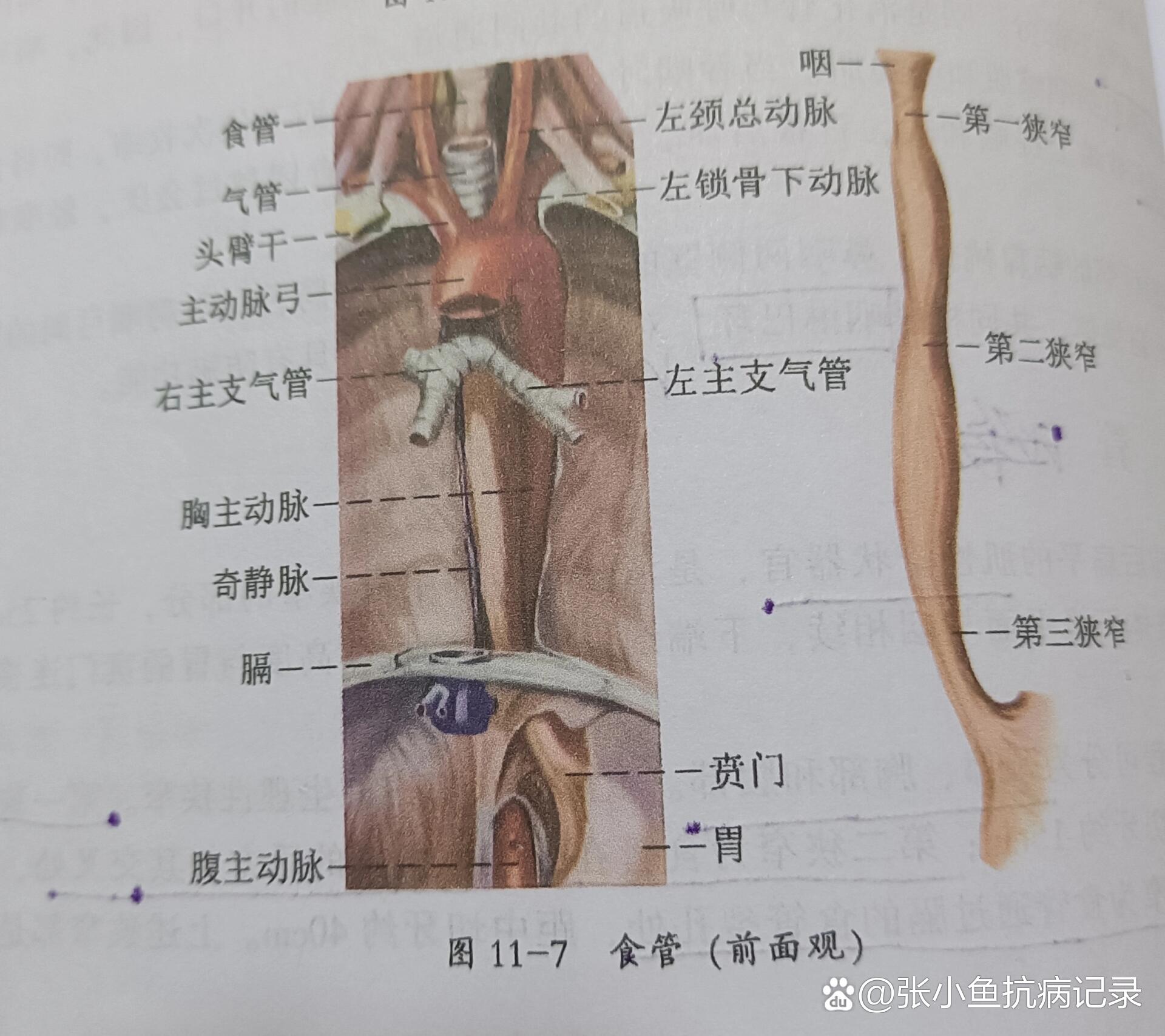 考研/运动康复学/食管