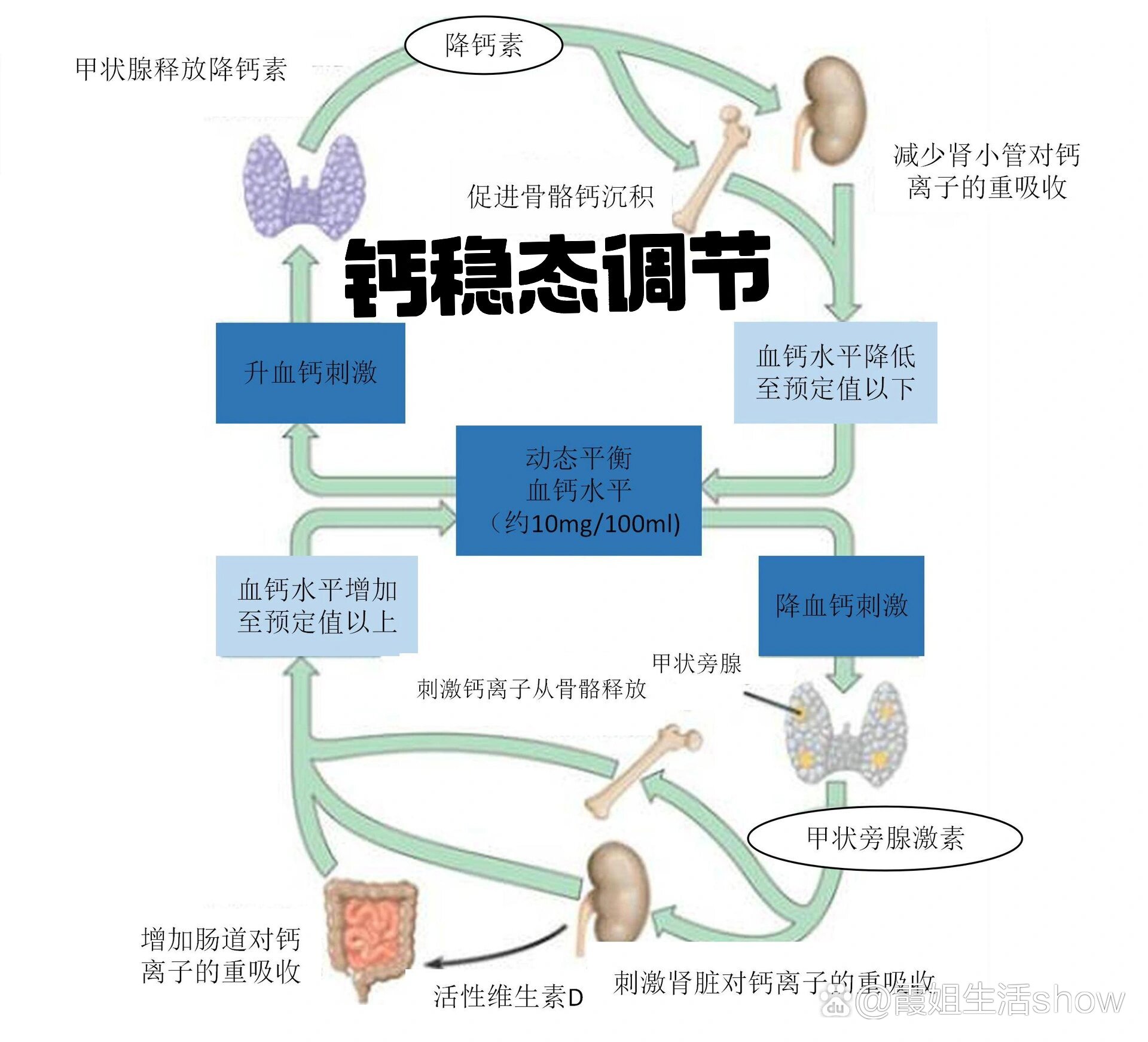 钙及其化合物的转化图图片