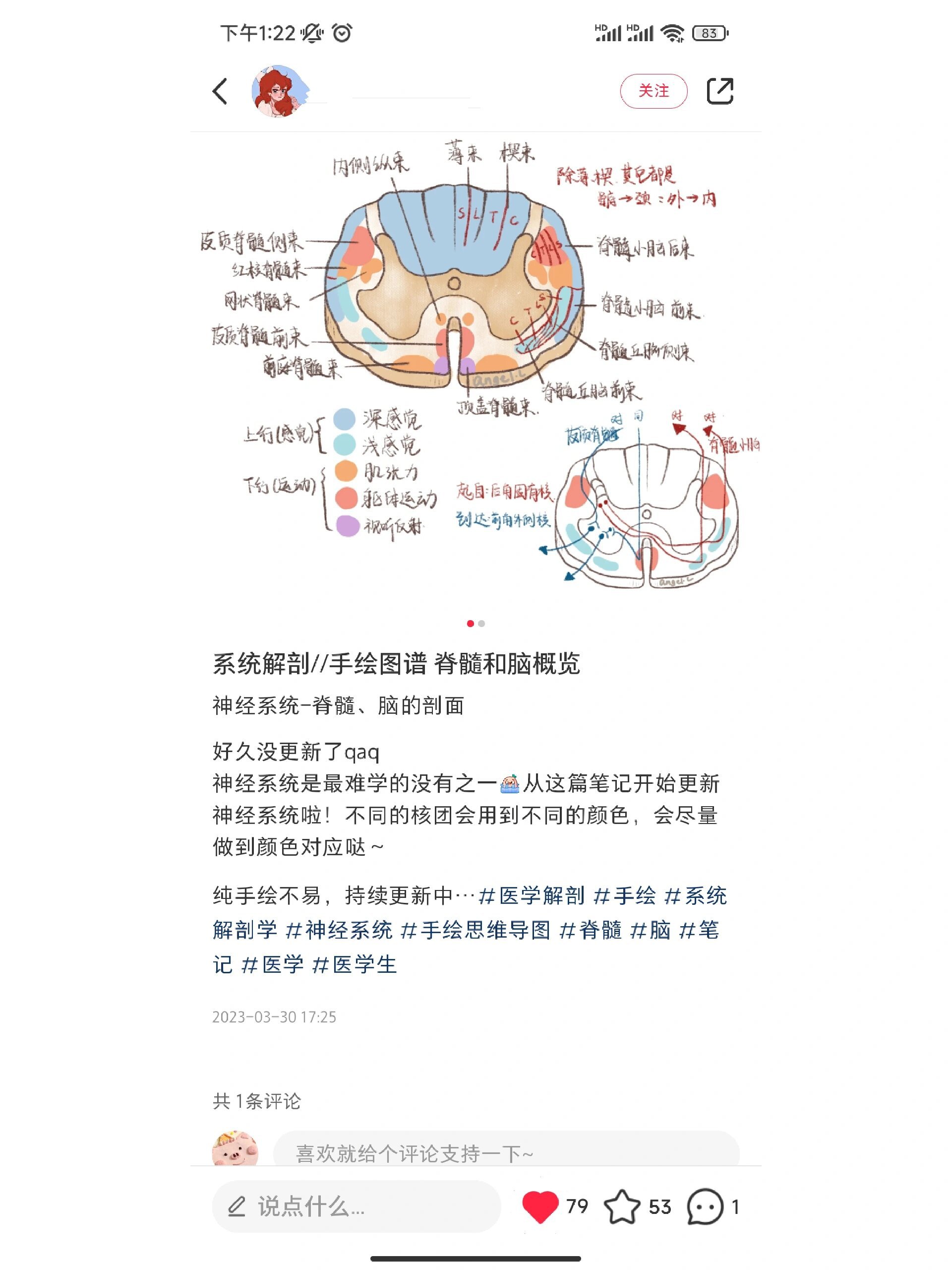 脊髓的解剖结构及图示图片