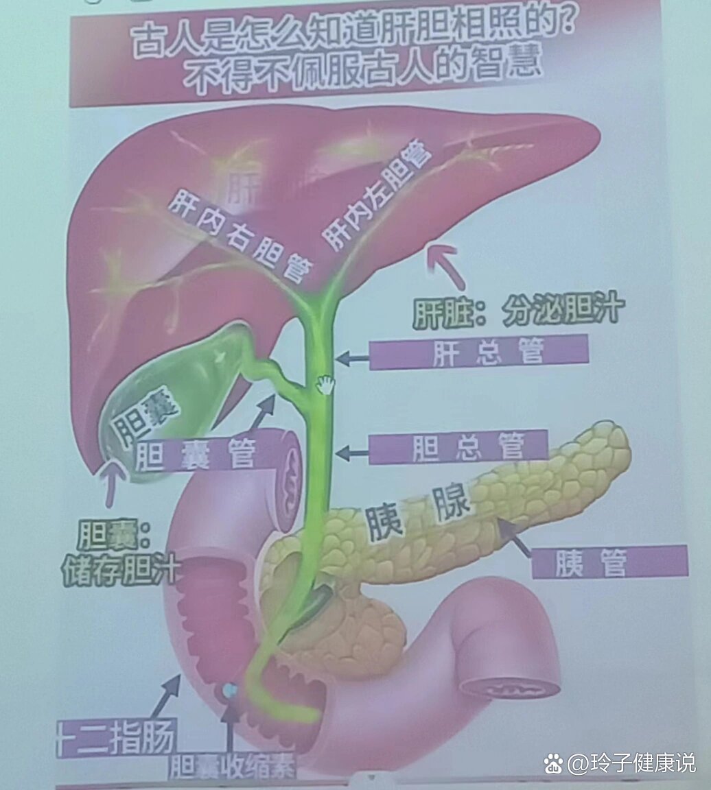 胆总管分为哪四段图片图片