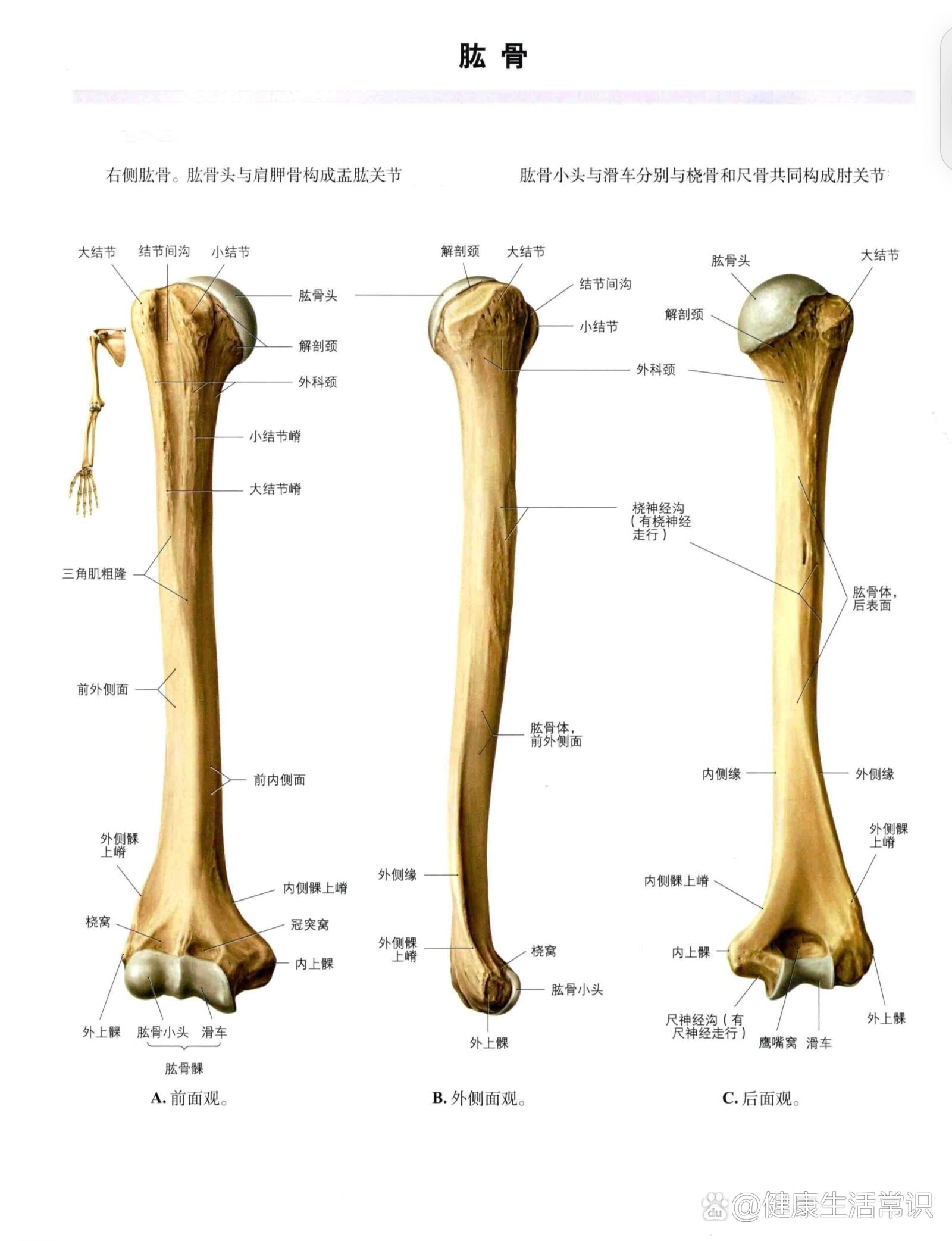 左肱骨近端图片