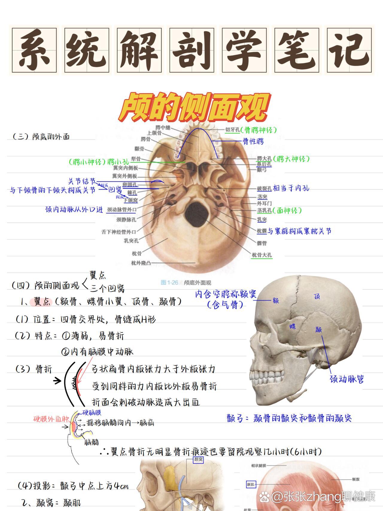 湖南医学专升本必看解剖笔记