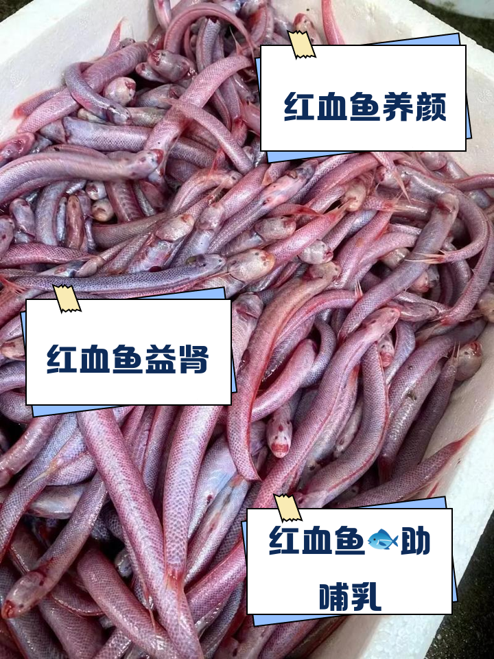 红血鱼的功效和禁忌