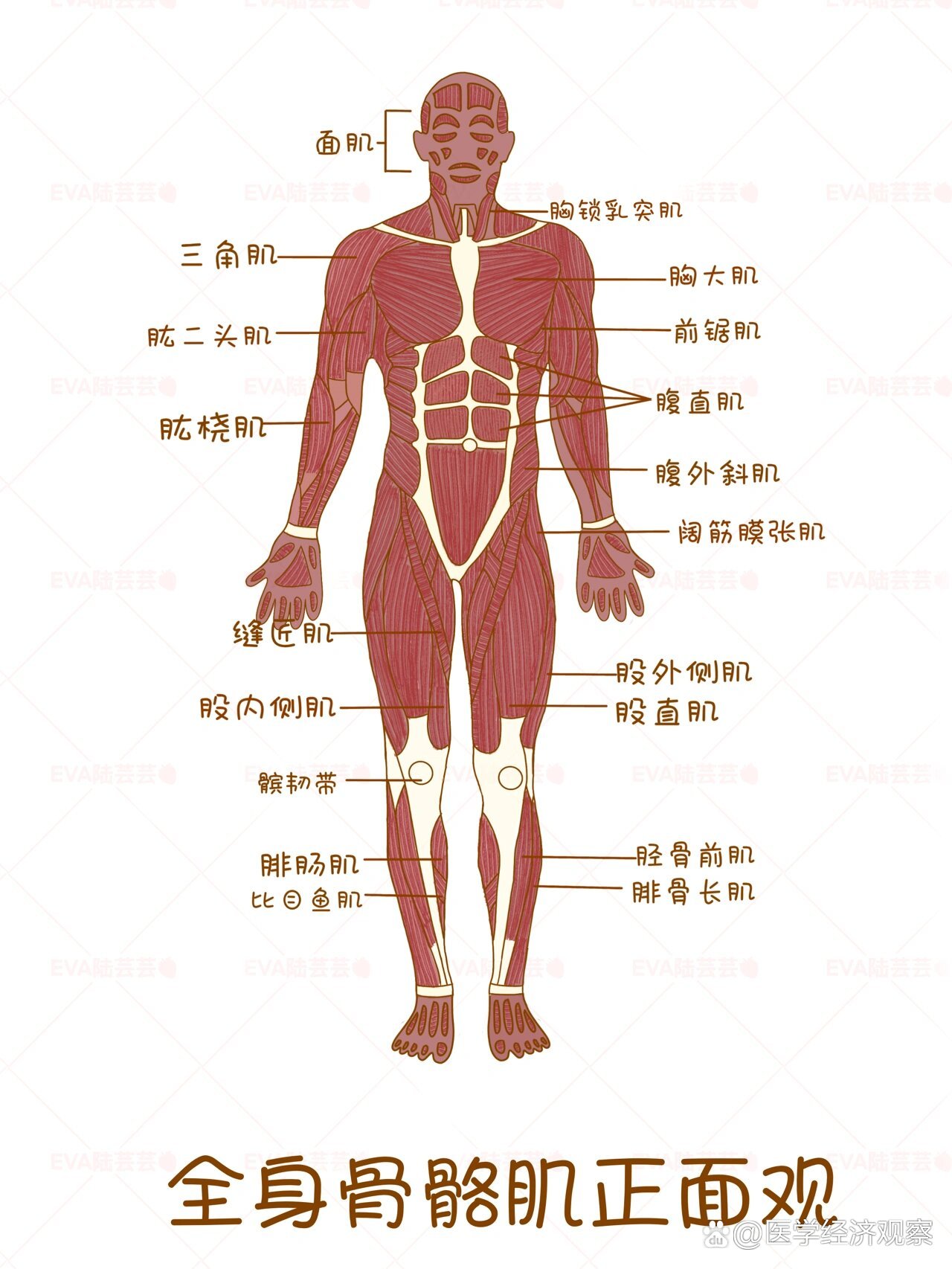 骨骼肌模式图图片