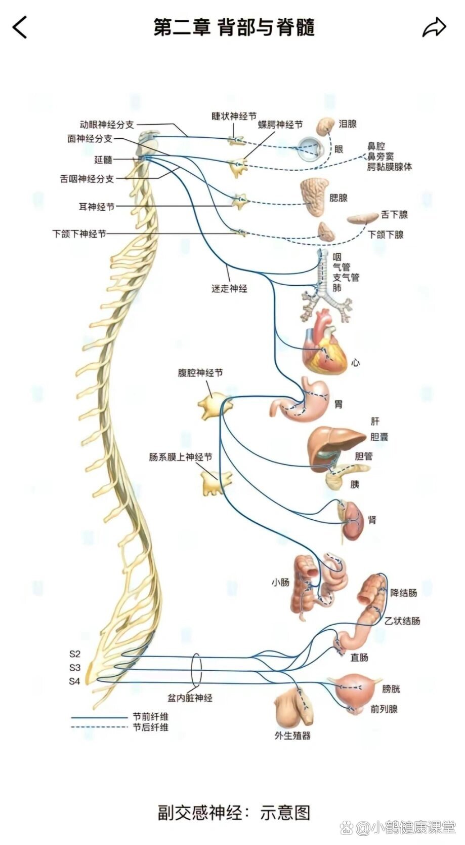 脊髓的解剖示意图