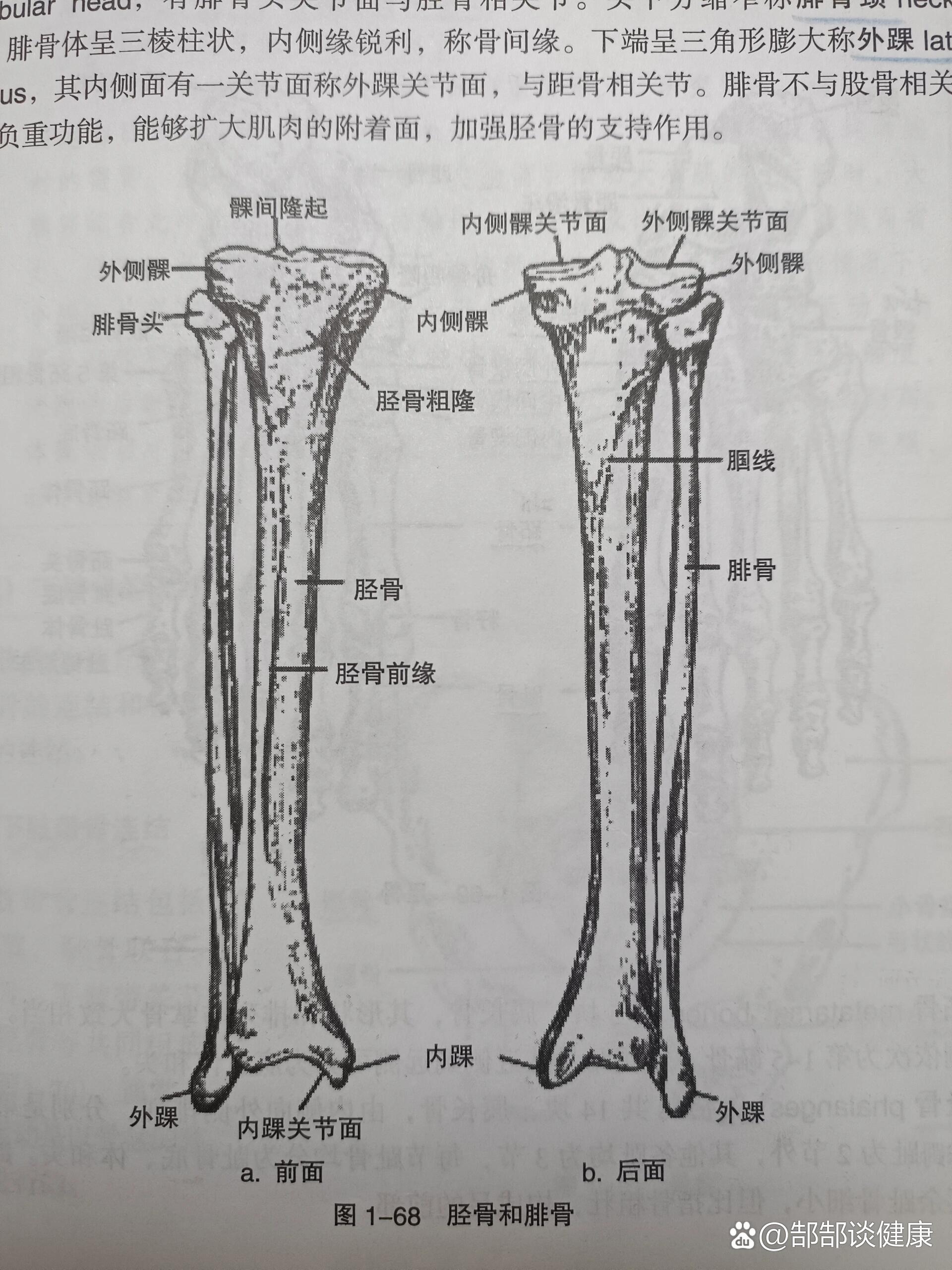 胫骨内上髁位置图片