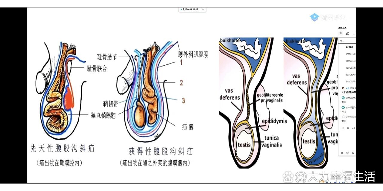 睾丸发育
