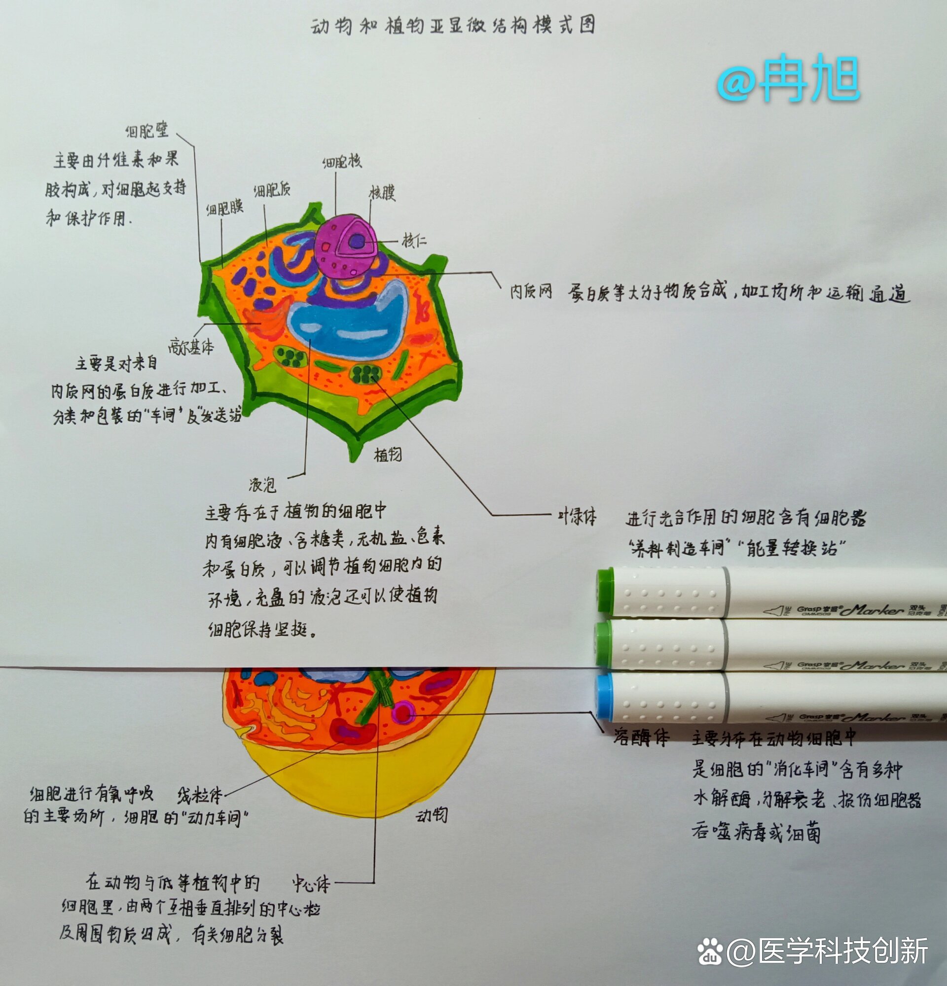 动物和植物亚显微结构模式图
