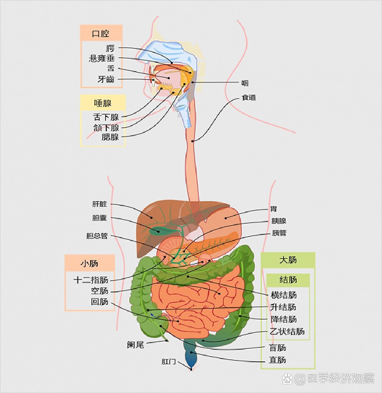 人体消化系统示意图