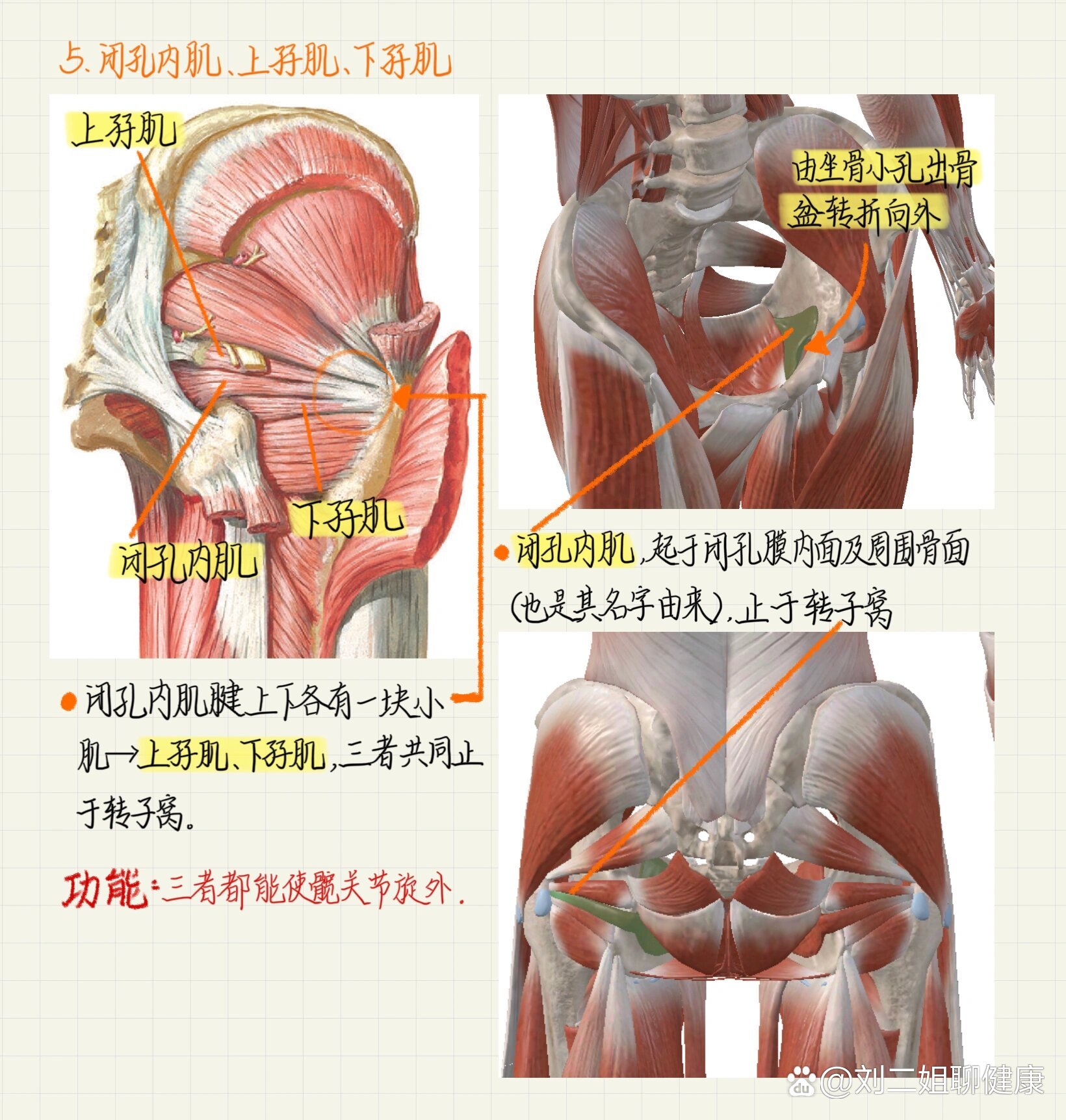 系统解剖学