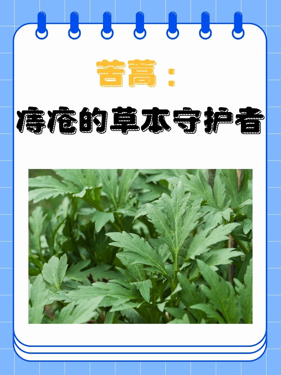 苦蒿:痔疮的草本守护者