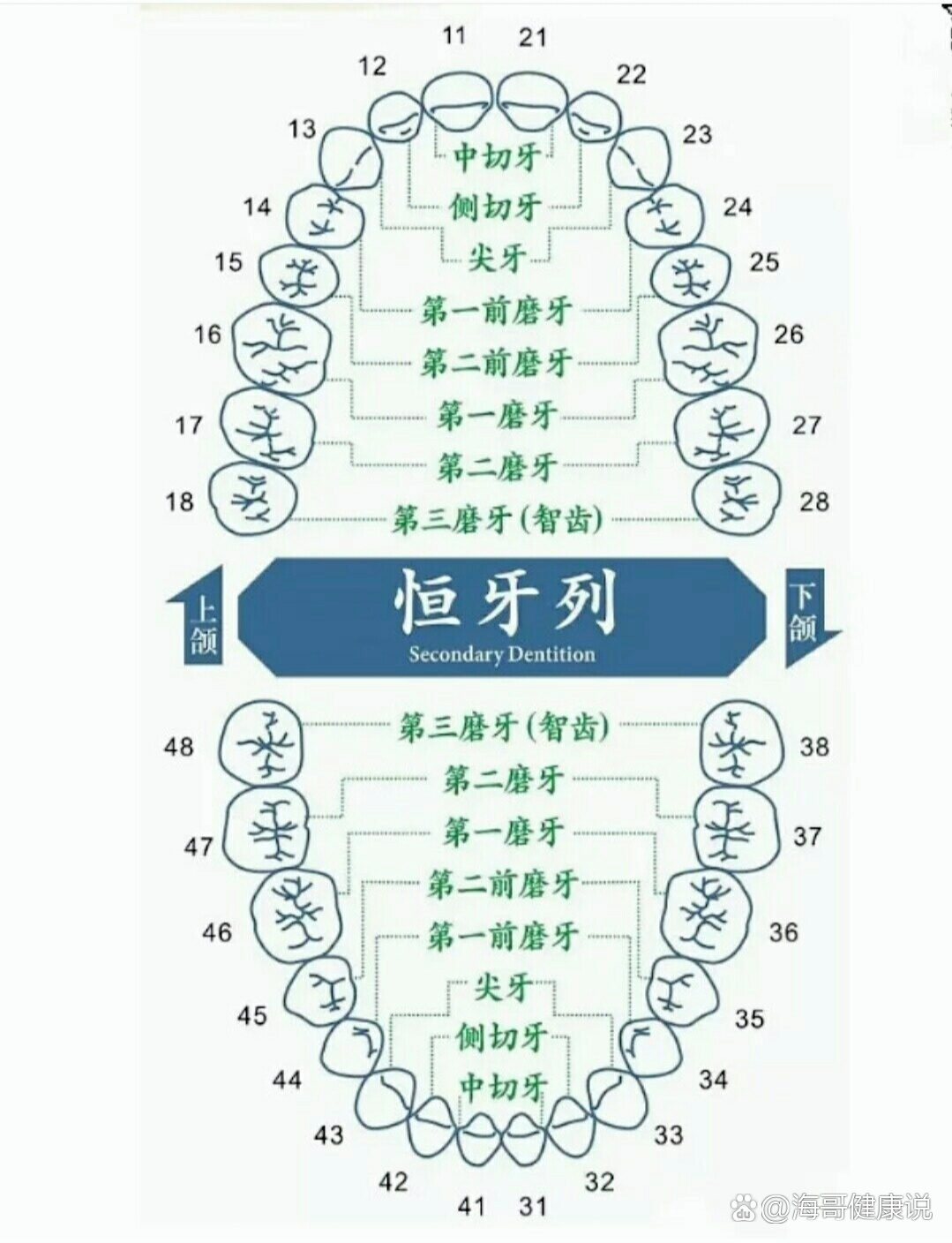 的1/8,2/8,可不是简单的数字哦 br>82 正常人一辈子有两幅牙齿 br>