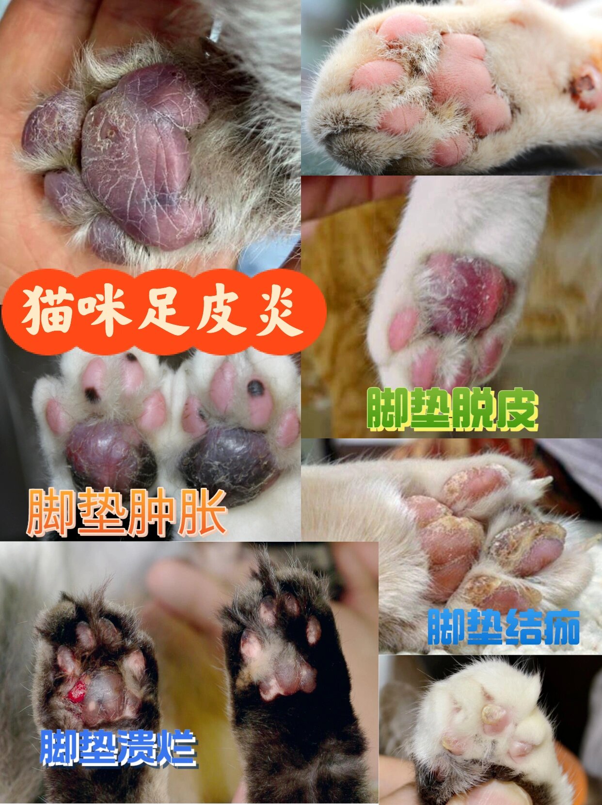 猫咪足癣图片