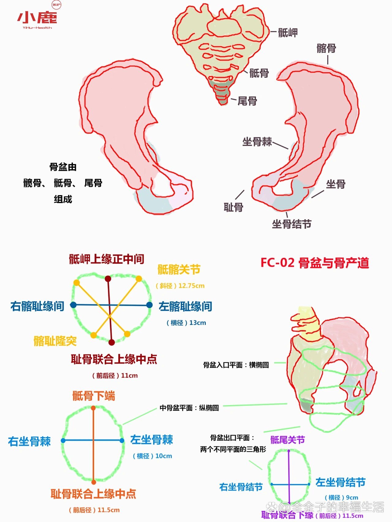 女性骨盆平面及径线图图片