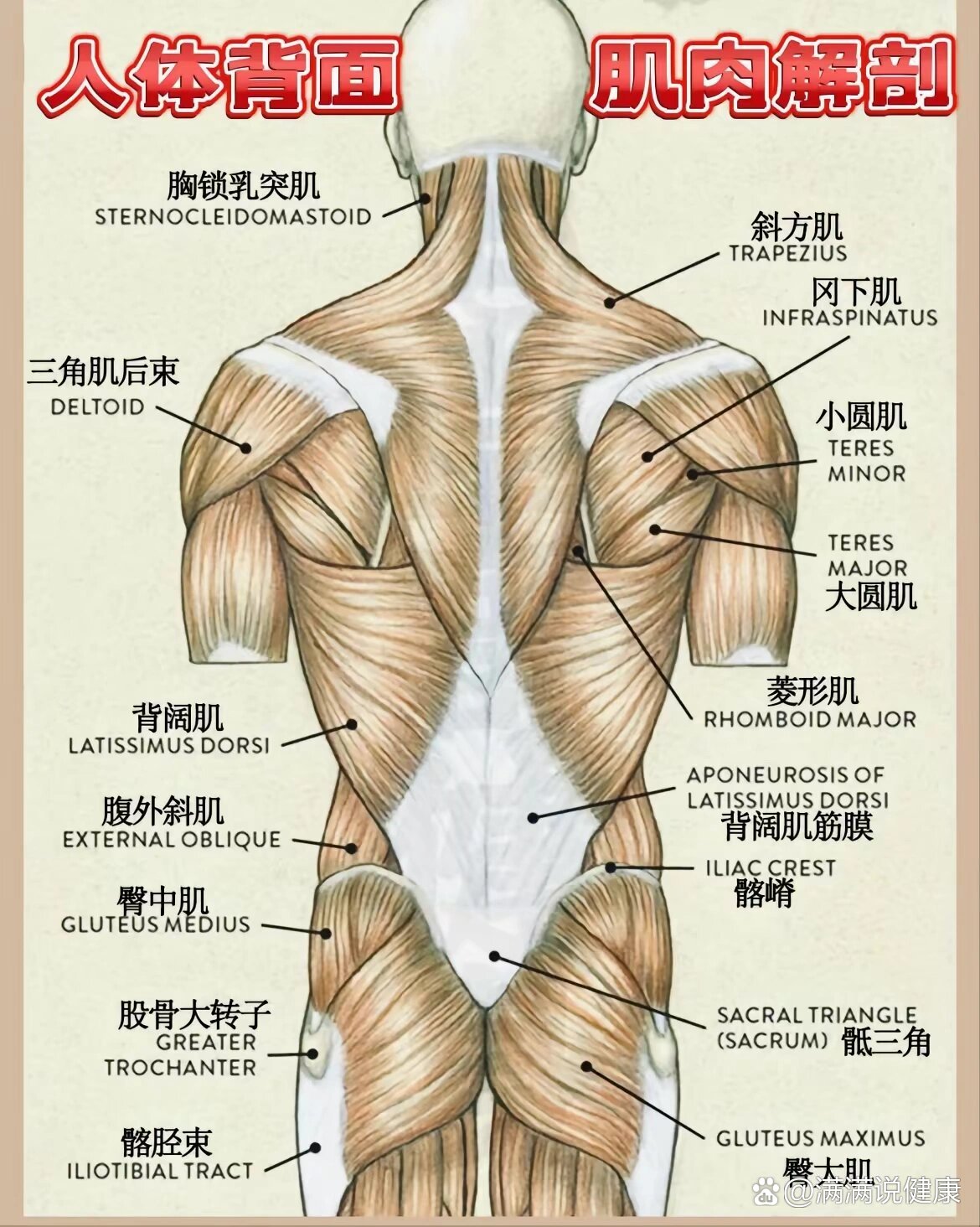 背部肌肉群图解图片