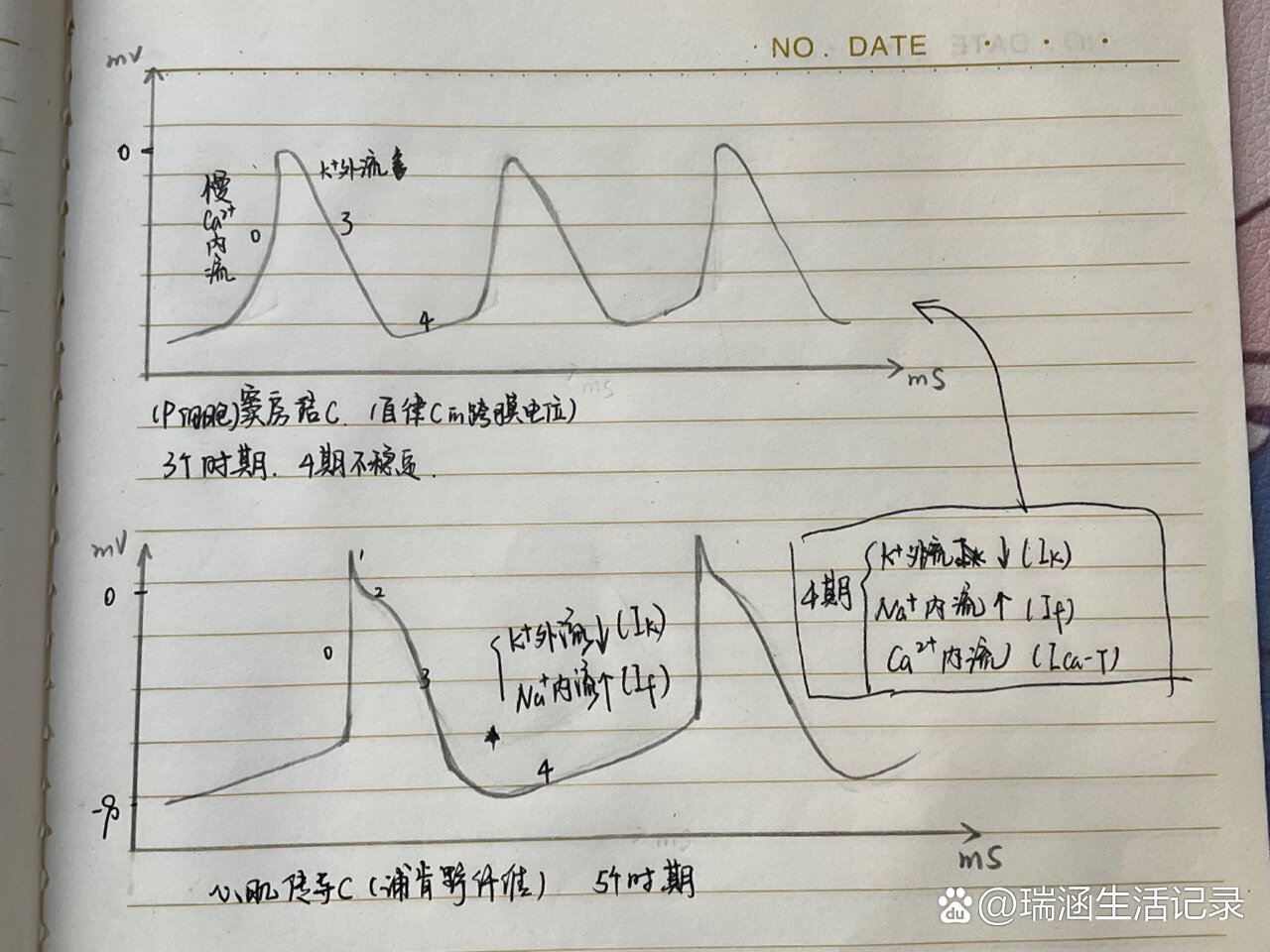 窦房结细胞,浦肯野纤维动作电位图示