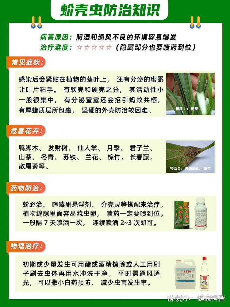 绿植花卉蚧壳虫防治知识,用对方法灭光光