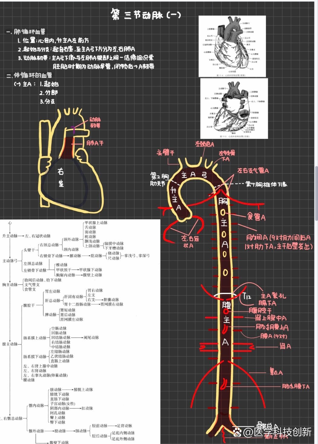 三种血管的示意图图片