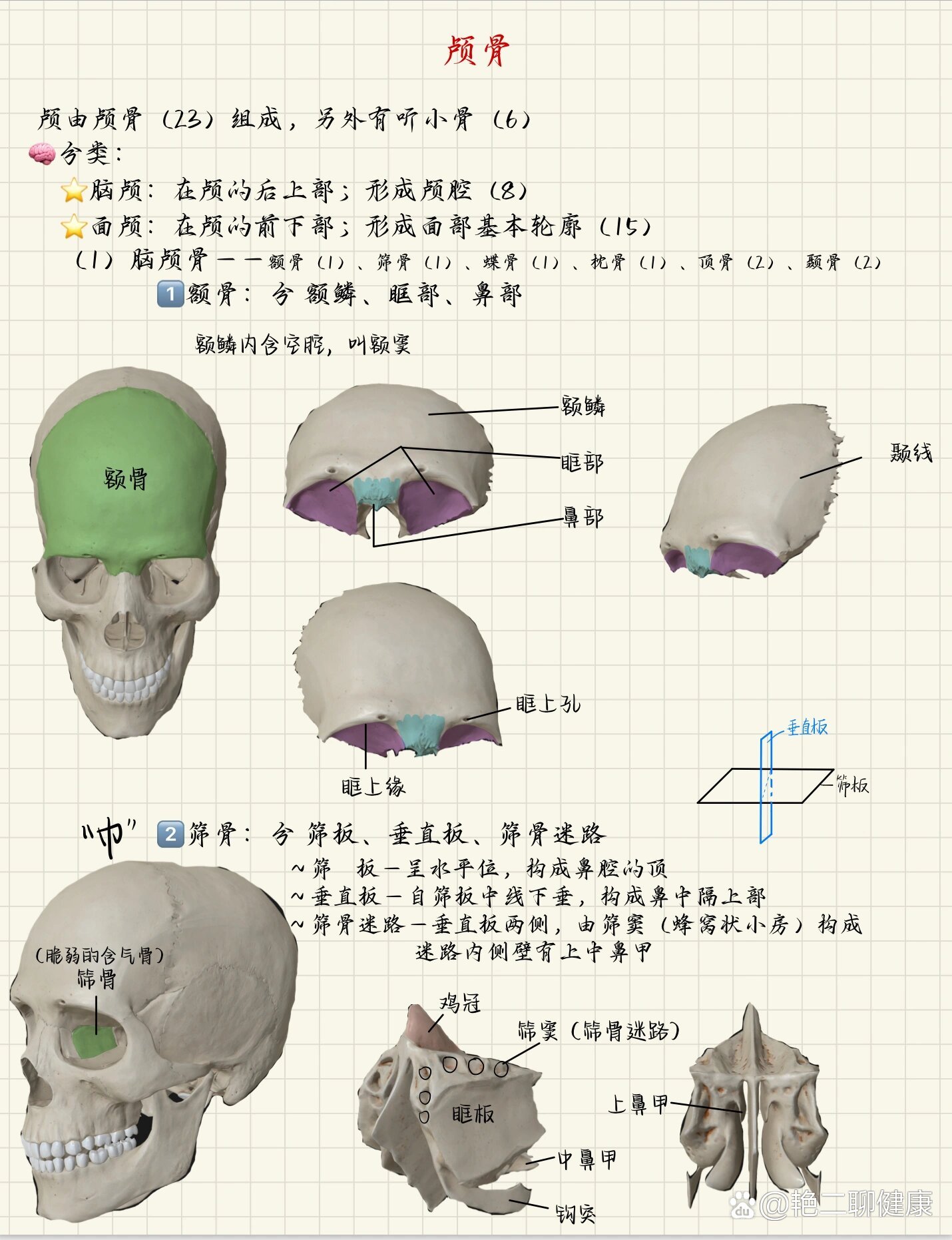 眉额骨图片