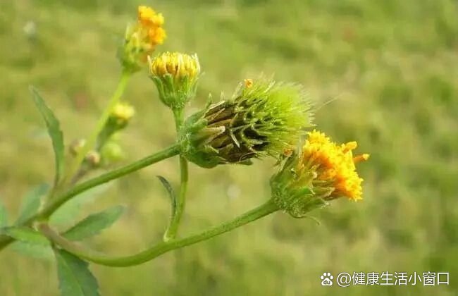 鬼针草又名鬼圪针,婆婆针,粘身草,小鬼针等,性平,味苦,无毒,具有清热