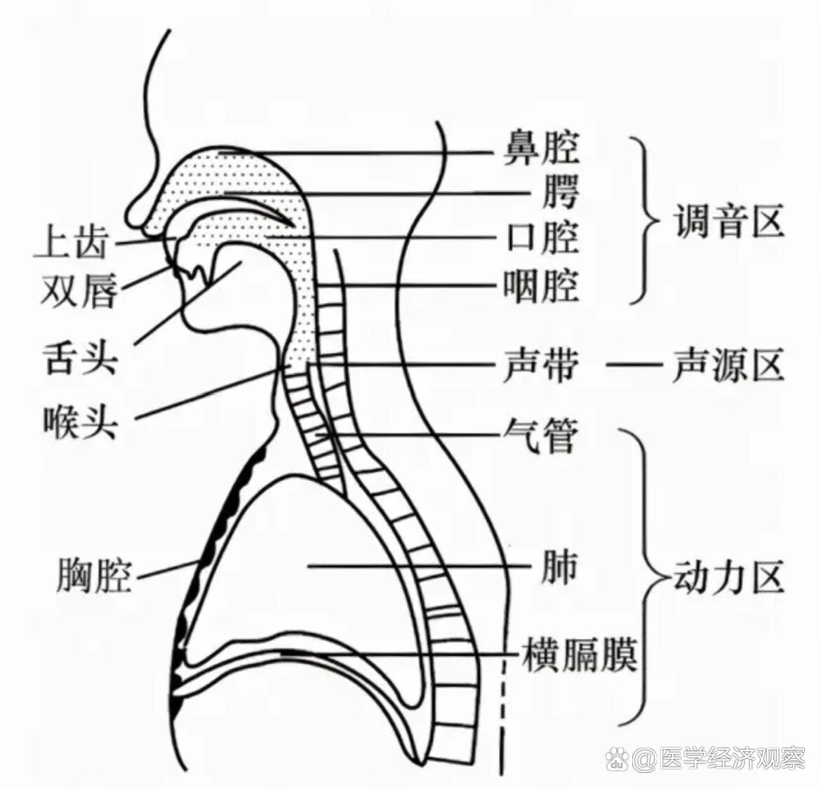 唱歌92口腔发音部位图以及三个共鸣定