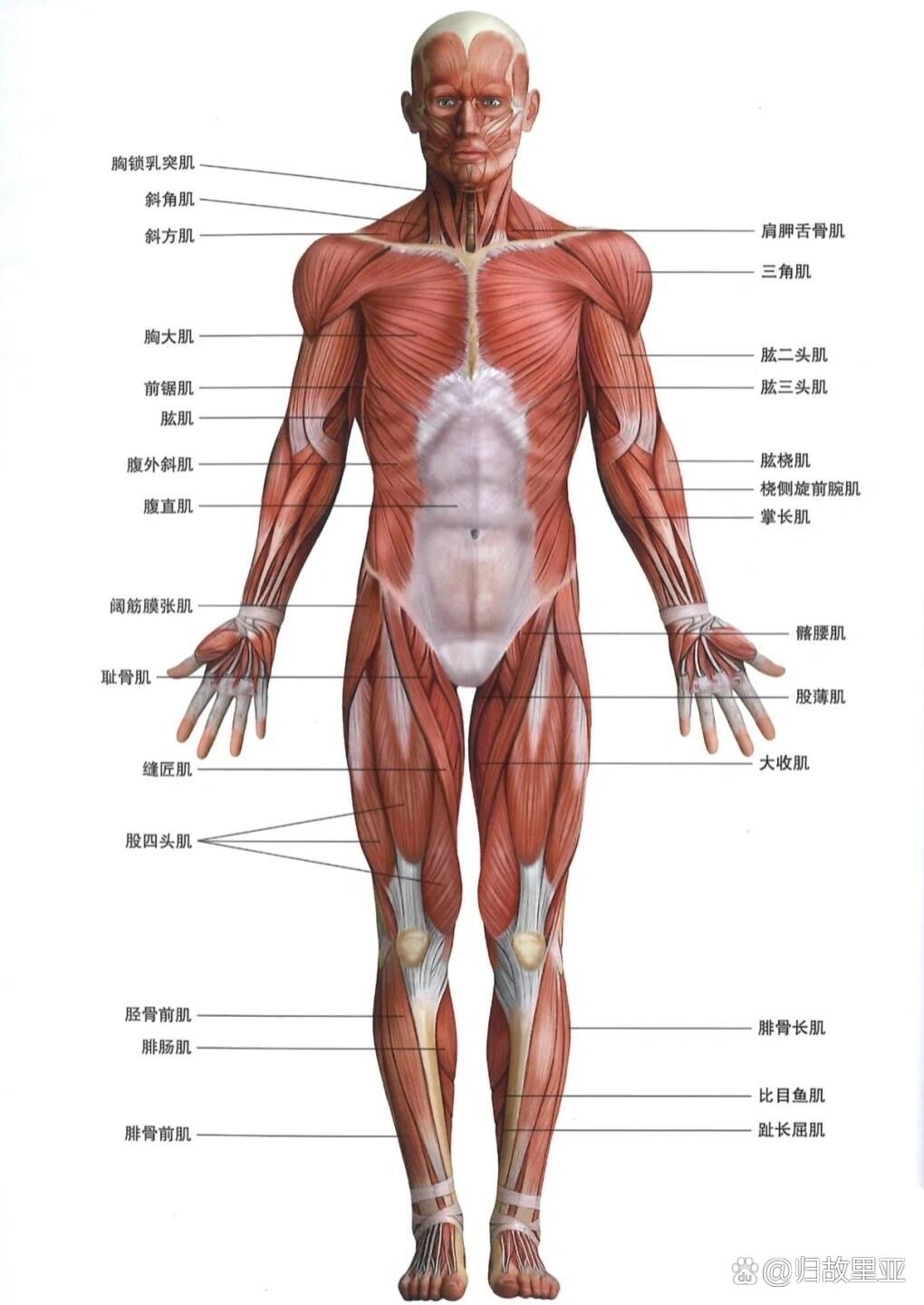 男女骨骼差异图肌肉图片