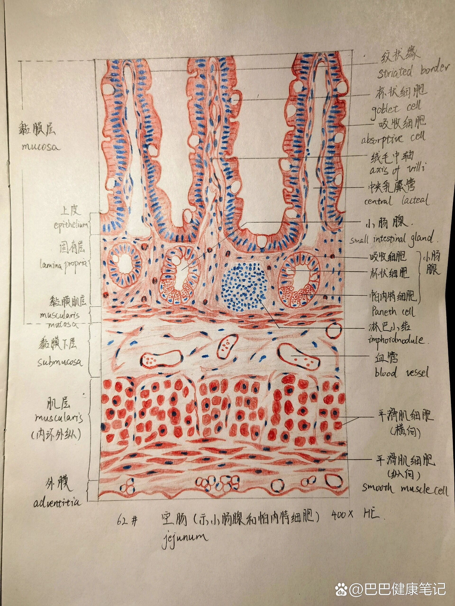 小肠切片图手绘图图片